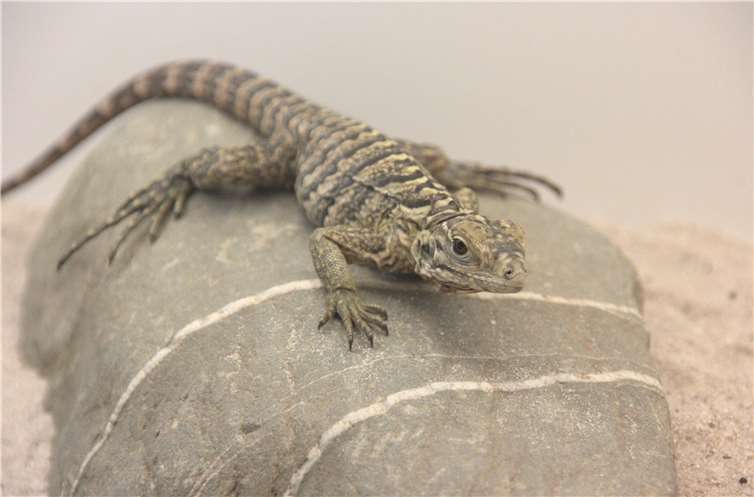 Nachwuchs Kubaleguan