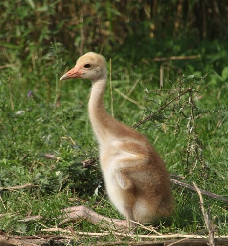 Nachwuchs bei den Saruskranichen.  Foto: B. Ulrich