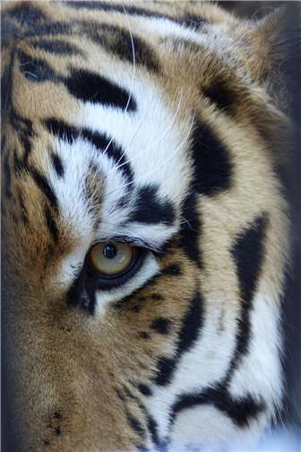 Tierische Super-Sinne Nahaufnahme der Vibrissen des Tigers, die als Berührungssensoren dienen.Foto: Franziska Waked
