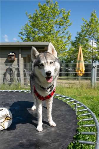 NajdaFotos: Tierheim Andernach
