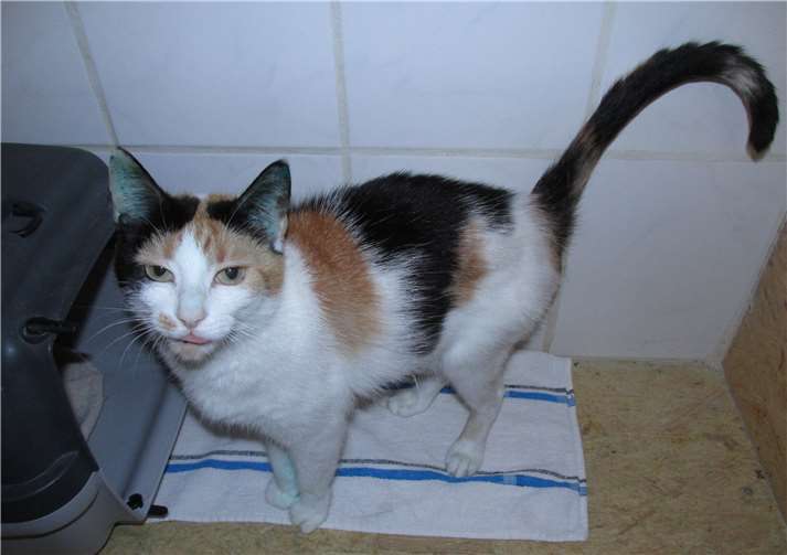 Nala. Fotos: Katzenhilfe WW