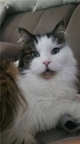 Nala (Rengsdorf), 15 Jahre. 