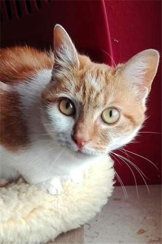 Nala ist eine ganz pflegeleichte Katzendame. privat