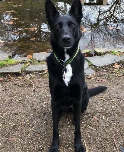 Nala ist unglücklich im Tierheim und sucht nun ein freundliches Zuhause.Tierheim Andernach