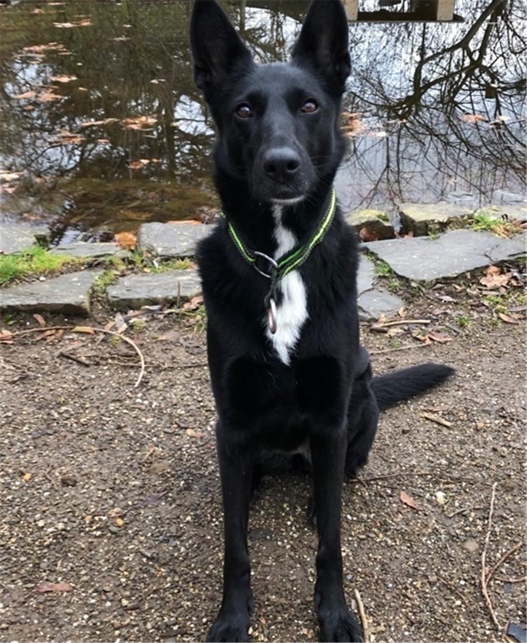 Nala sucht ein liebevolles Zuhause