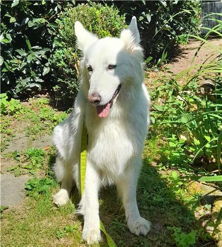 Nanuk. Foto: Tierheim u. Tierschutzverein Kreis Ahrweiler e.V. , Claus Krah