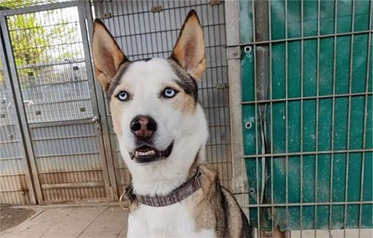 Nanuk möchte in einer Pflegefamilie Ruhe finden. Foto: privat