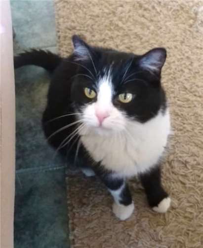 Narumi ist eine ruhige, soziale Katze.privat