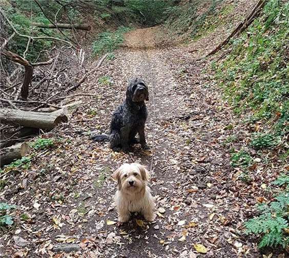 Natürlich sind bei der Wanderung auch die vierbeinigen Freunde willkommen. Tierschutz Siebengebirge/Antje Firmenich