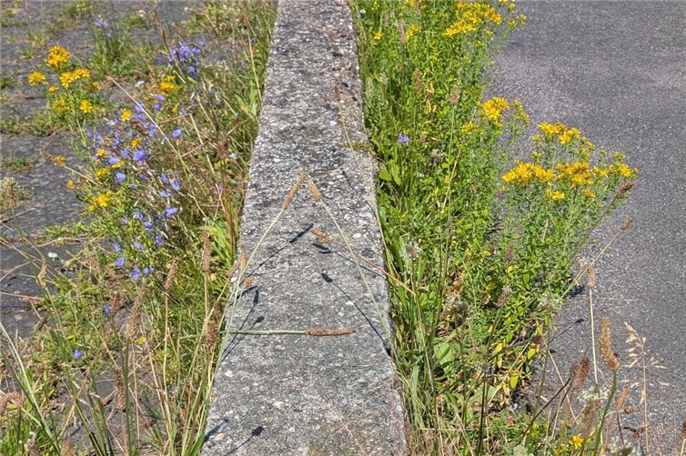 Natur setzt sich durch
