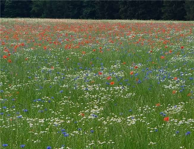Naturbelassene Wiesen mit Mohn- und Kornblumen. privat