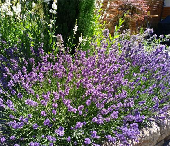 Naturnah gestaltete Vorgärten werden prämiert.Foto: privat