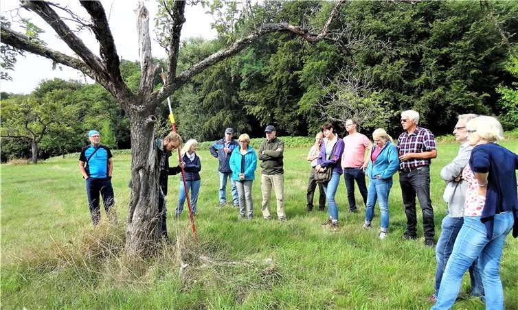 Naturschutzreferent Philipp Schiefenhövel (2. vl.) erläutert, weshalb dieser Obstbaum in so einem schlechten Zustand ist. Foto: Uli Schmidt
