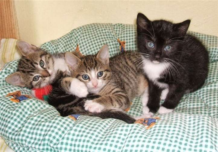 Neben Impfungen hilft die Kastration von Katzen, diversen Katzenerkrankungen vorzubeugen.Foto: privat