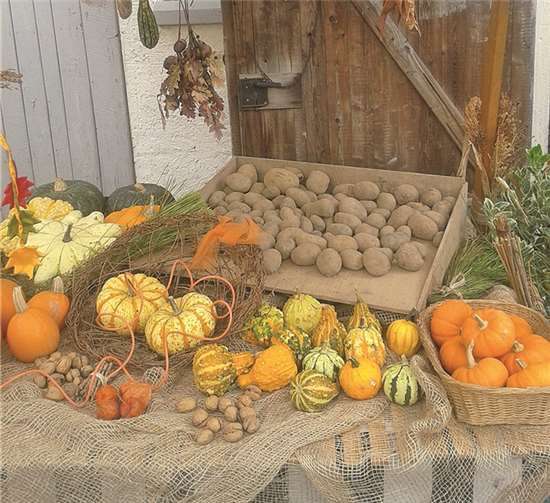 Neben Kartoffeln und Walnüssen bietet dieser Stand Kürbisse in verschiedenen Formen und Größen.privat