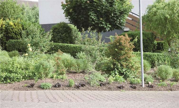 Neben Kürbispflanzen haben Mitarbeiter der Perspektive auch Kohl und Salat angepflanzt.  privat