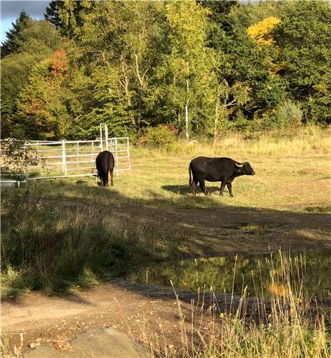 Neben Wasserbüffeln werden auf dem Gelände auch Konikpferde gehalten. Foto: privat