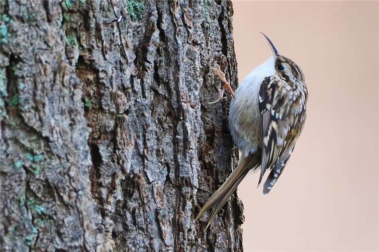 Neben Wasservögeln umfasste die Beobachtungsliste zahlreiche Singvögel.  Foto: privat