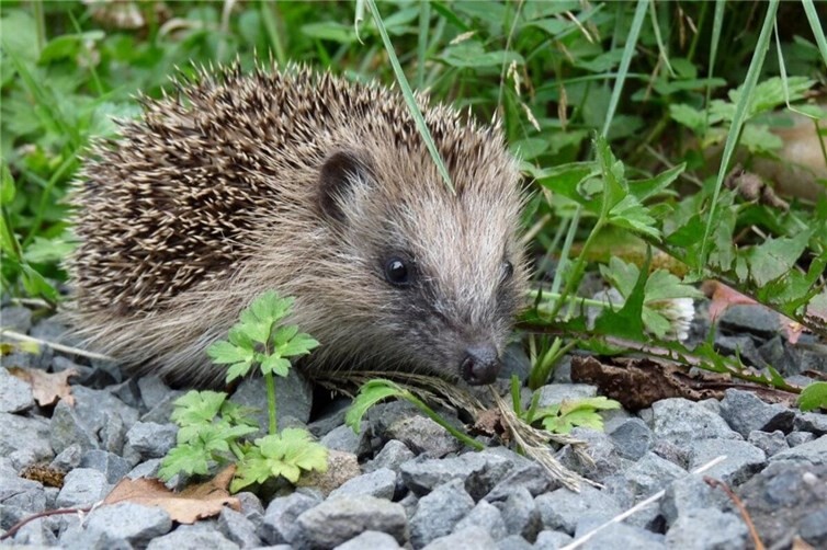 Neben dem Straßenverkehr ist der steigende Einsatz von Mährobotern, sowohl in privaten Gärten als auch in städtischen Parkanlagen, gefährlich für Igel.