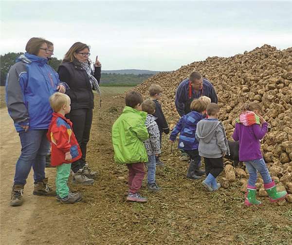 Neben den Kartoffeln lernten die kleinen "Bäuerinnen" und "Bauern" auch einiges über Zuckerrüben.