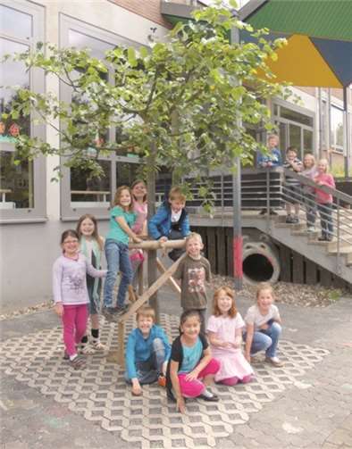 Neben der Eingangstreppe der Erpeler Grundschule steht nun eine wunderschöne Kopflinde. privat