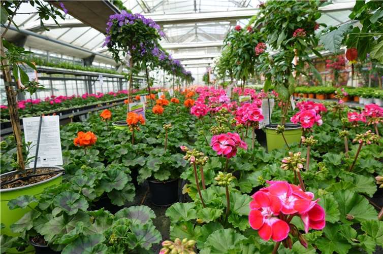 Neben einer großen Auswahl an Beet- und Balkonpflanzen, Bio-Kräutern, Ampeln sowie Hochstämmchen wurde die rheinland-pfälzische Balkonpflanze des Jahres 2024 vorgestellt. Foto: privat