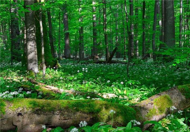 Neben vielseitigen Informationen gibt es bei der Matinée auch Impressionen aus bezaubernden Wäldern zu bestaunen. Harry Neumann