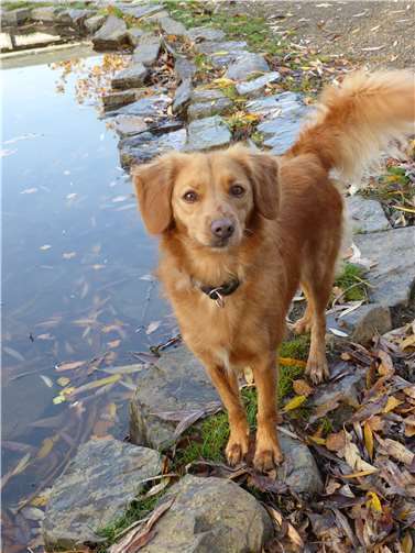 Nele ist eine lebensfrohe Hündin. Privat