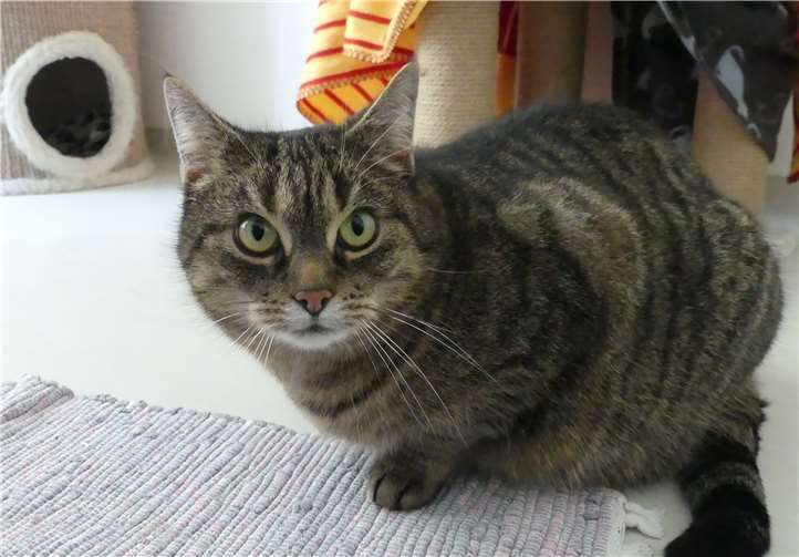 Nele ist verschmust, kann aber mit anderen Katzen nicht gut umgehen. Foto: privat