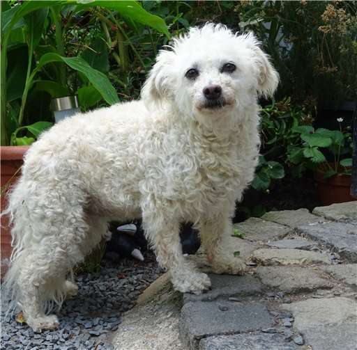 Nelly hält ihreFreunde aufdem Laufenden.Foto: M. Sesterheim