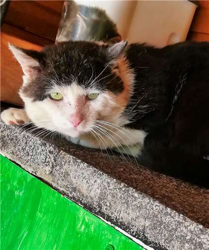 Nelson (5 Jahre) ist ein Schatz. Quelle: Katzenschutzfreunde Rhein-Ahr-Eifel