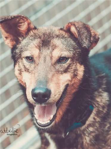 Nemo ist ein freundlicher, etwas stürmischer Junghund.