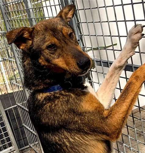 Nemo ist freundlich und stürmisch - und braucht noch einiges an Erziehung.