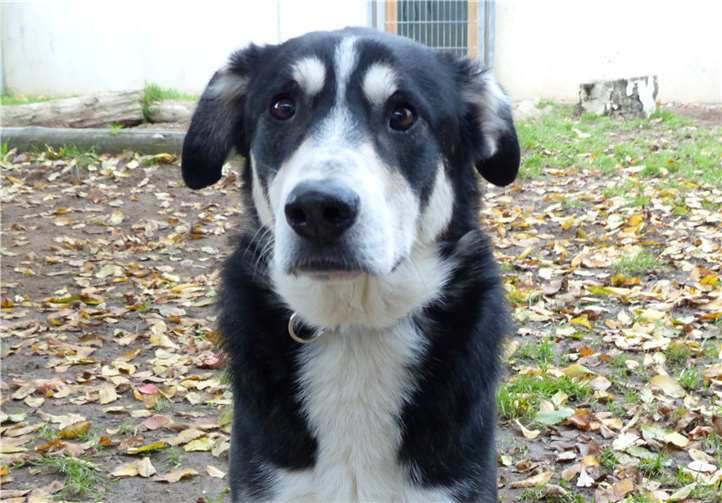 Nepomuk ist Fremden gegenüber etwas zurückhaltend.