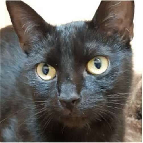 Nero.  Foto: privat