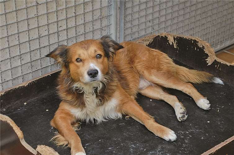 Nero bleibt nicht gern allein. privat