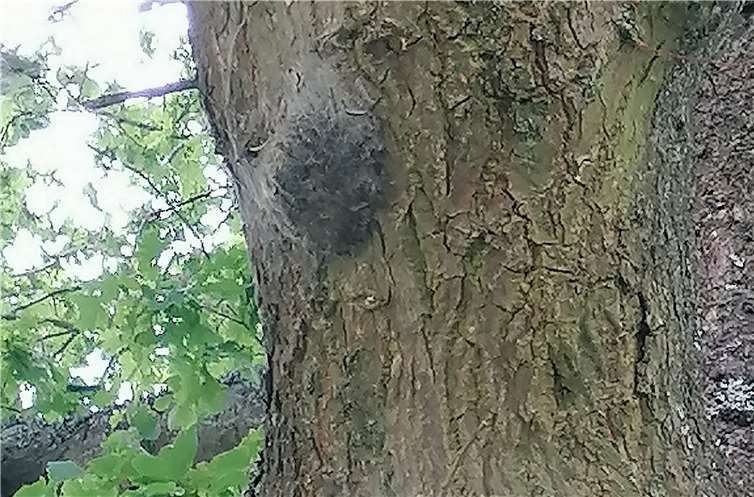 Nester des Eichenprozessionsspinners.Foto: P. Kreber