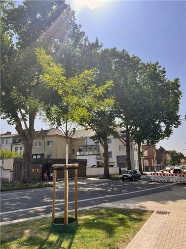 Klimaanpassung stärken: Stadtbäume im Fokus Neu gepflanzt, noch ohne vollen Schatten: Die jungen Bäume wie hier in der Wilhelmstraße brauchen Jahrzehnte, um die kühlende Wirkung großer Stadtbäume zu erreichen – Sensoren und automatische Bewässerung sollen ihnen den besten Start geben. Foto: Michael Mang