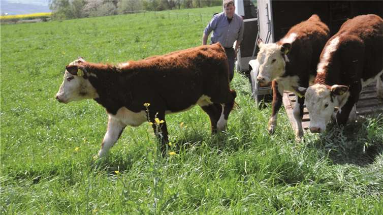 Neuankömmlinge auf der Permakultur: Diese drei Hereford-Rinder weiden die saftige Wiese auf dem mehr als vier Hektar großen Areal ab. Stadtverwaltung/Maurer