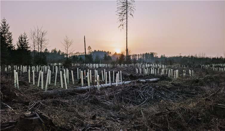 Neuanpflanzung von Bäumen auf einer gerodeten Fläche, wo zuvor ein großer Fichtenwald stand. Foto: privat