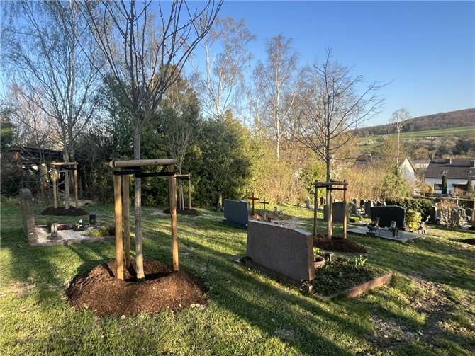 Neue Bäume verbessern Ortsbild und Klima.  Foto: privat