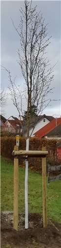 Neue Hochstammpflanzung in Vallendar.Quelle: Stadt Vallendar