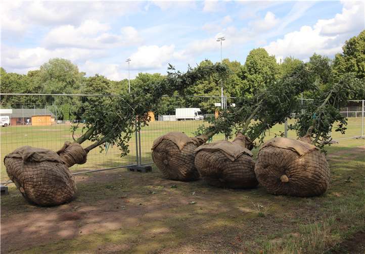 Neues Grün für die Stadt: Der Eigenbetrieb Grünfläche- und Bestattungswesen pflanzt im Herbst 160 Bäume. Foto: Stadt Koblenz