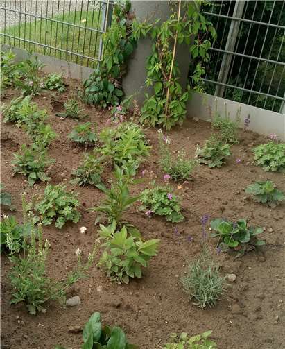 Neues Staudenbeet an der Grundschule Niederwerth. Foto: privat