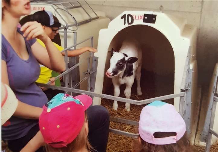 Neugeborene Kälbchen gab es zu bestaunen und ihnen einen Namen zu geben.