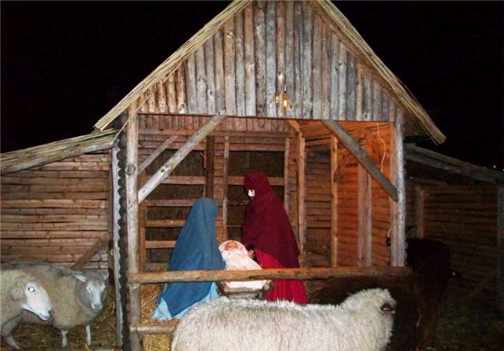 Neugierig kommen die Schafe zur Krippe.