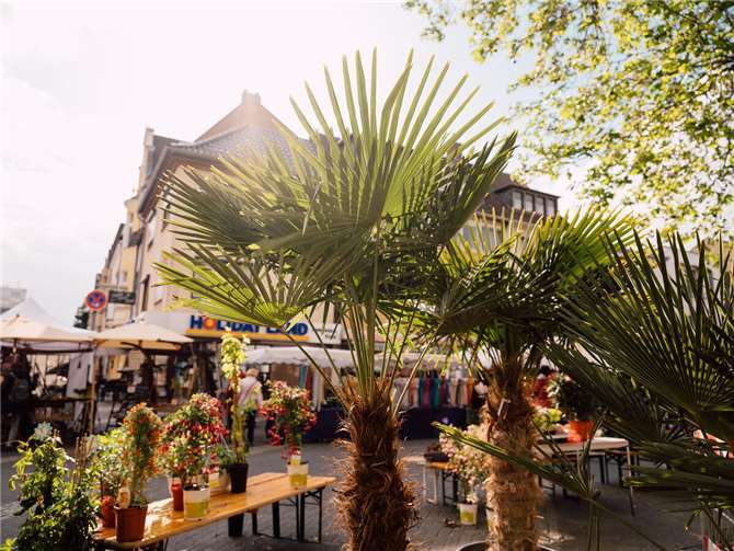 Neuwied verwandelt sich in ein Paradies für Gartenfreunde.  Foto: Simon Zimpfer