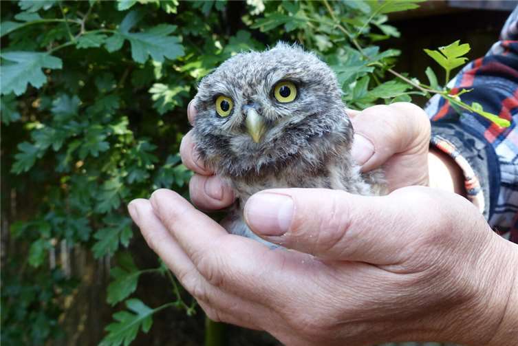 Neuwieder Steinkäuze wurden ausgewildert. Foto: privat