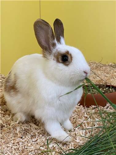 Nevada. Fotos: privat