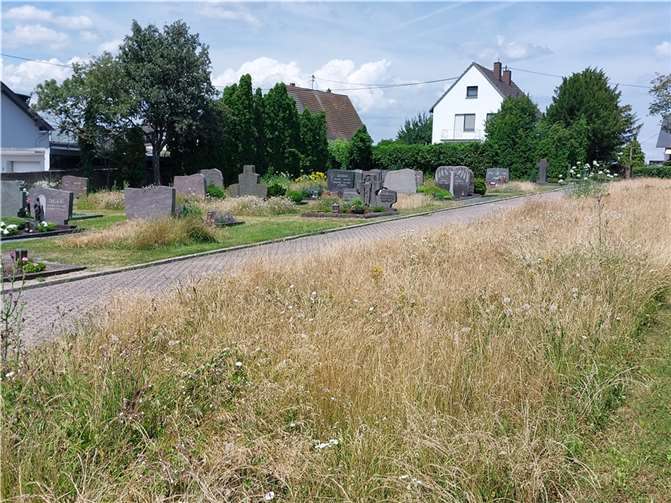 Nicht Mähaufwand sparen, sondern die Artenvielfalt fördern, ist die Zielsetzung, wegen derer viele Grün- und auch Friedhofsflächen derzeit wildwachsen und auch weiterhin wildwachsen gelassen werden sollen. Foto: OG Ochtendung